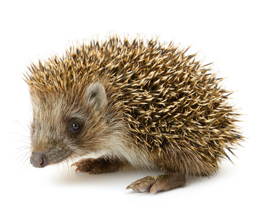 security image of a hedgehog